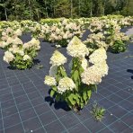 Hortenzia metlinatá (Hydrangea paniculata) ´MAGICAL SWEET SUMMER®´ - výška 30-50 cm, kont. C3L